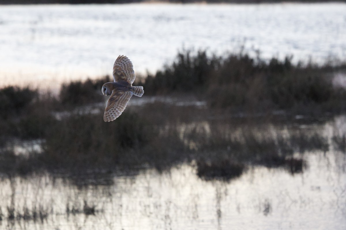Western Barn Owl - ML633152509