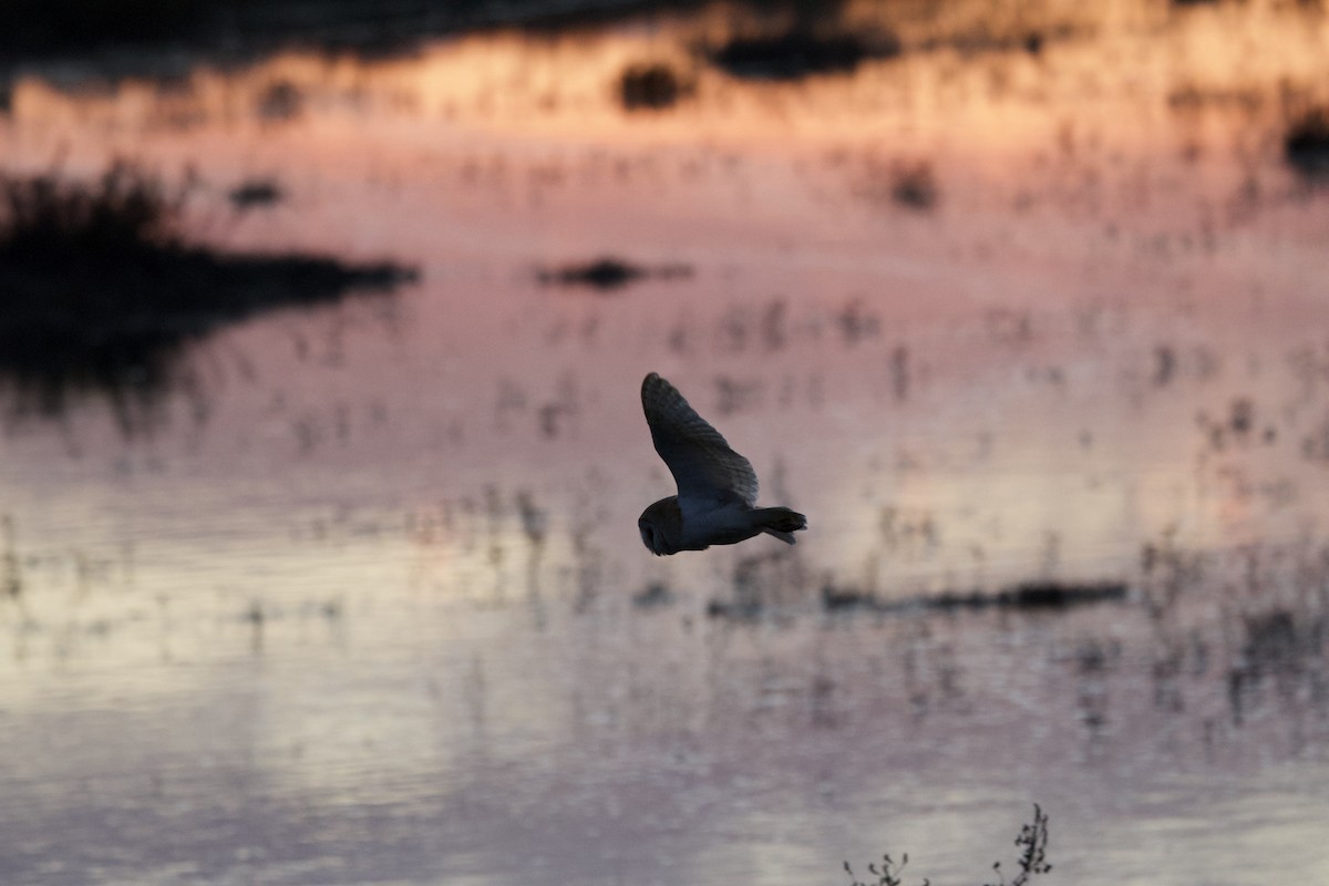 Western Barn Owl - ML633152510