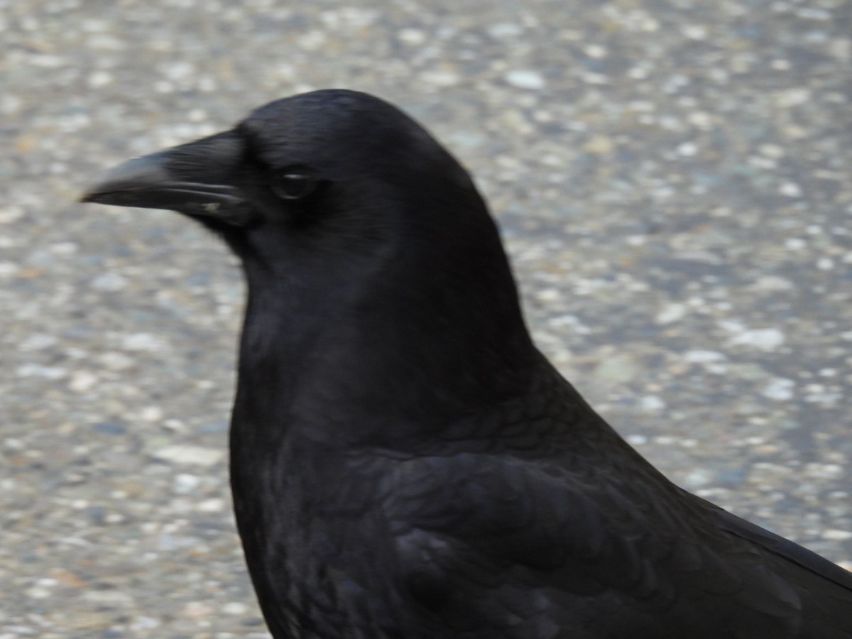 American Crow - ML633152623