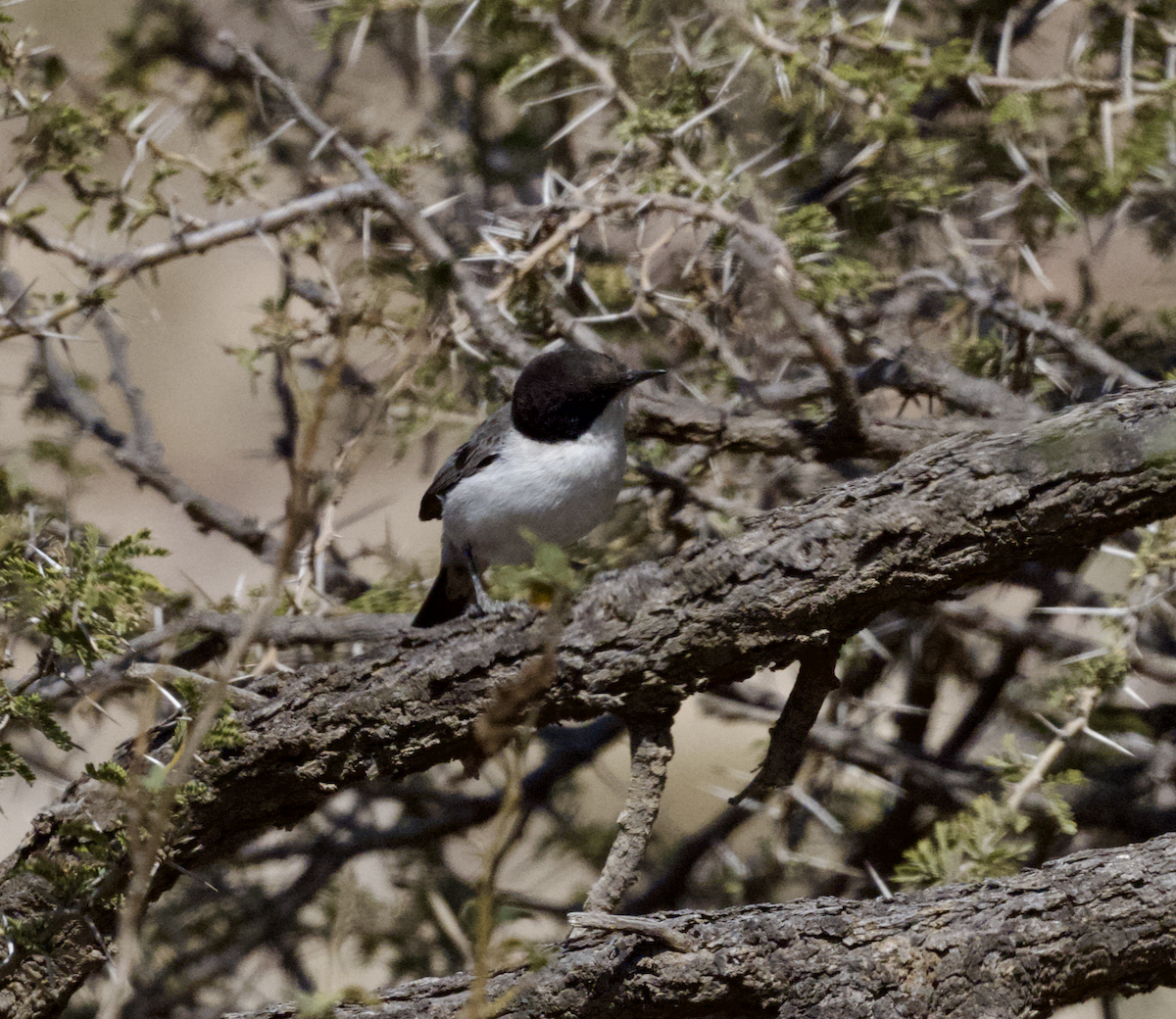 Arabian Warbler - ML633152709