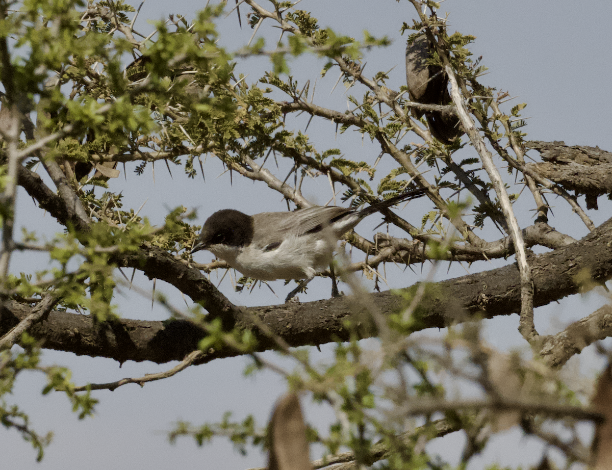 Arabian Warbler - ML633152710