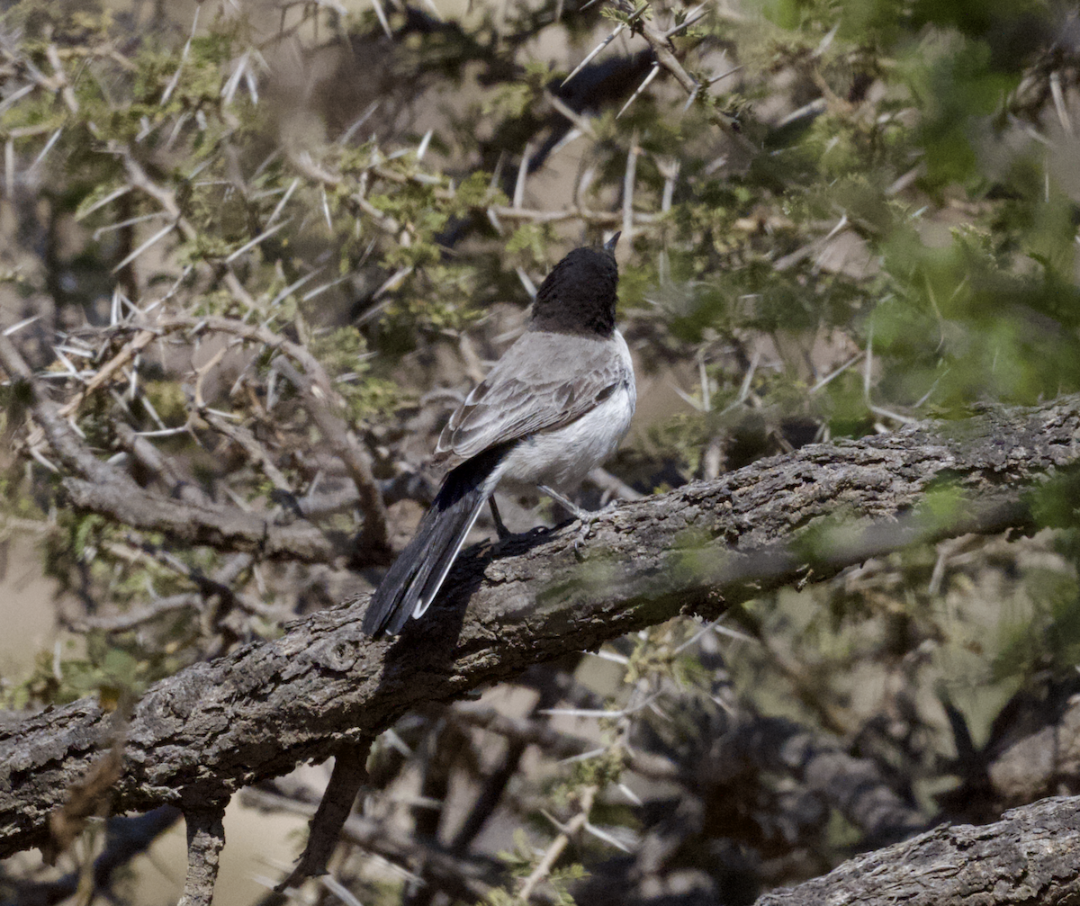 Arabian Warbler - ML633152711