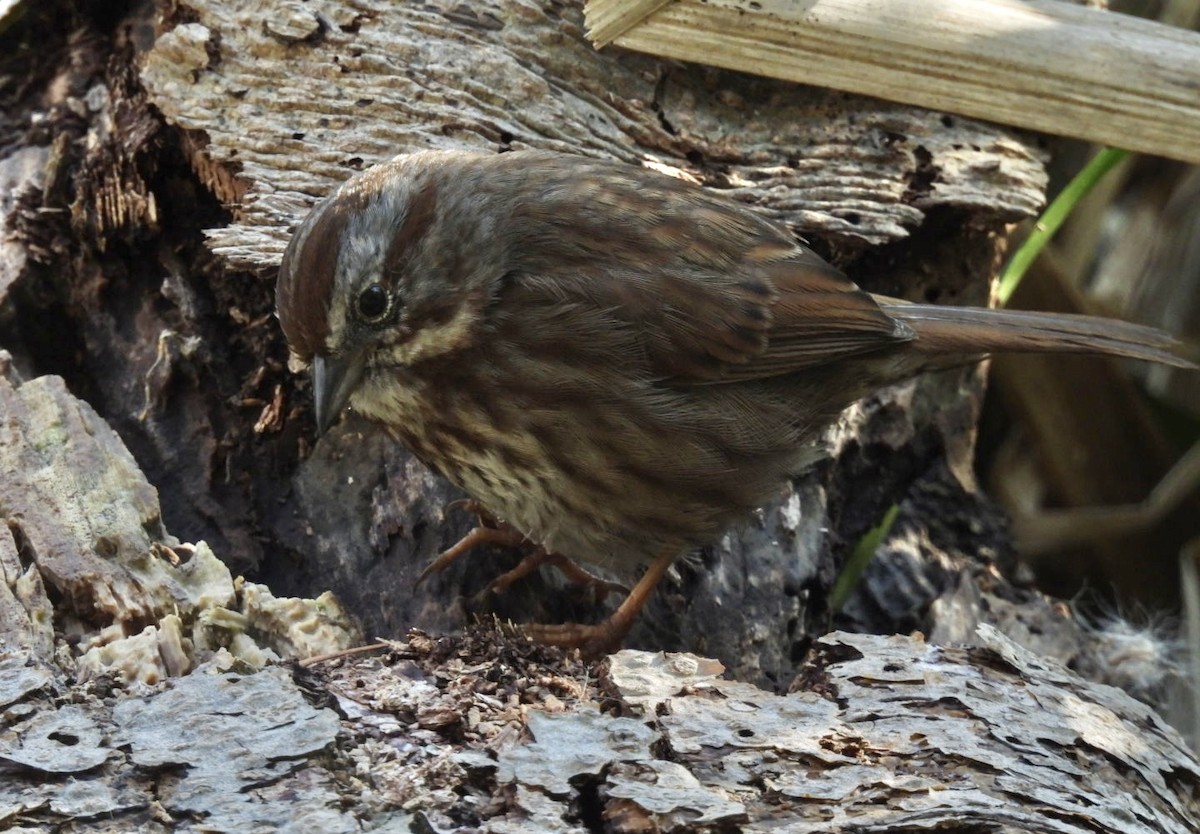 Chingolo Cantor - ML633152772