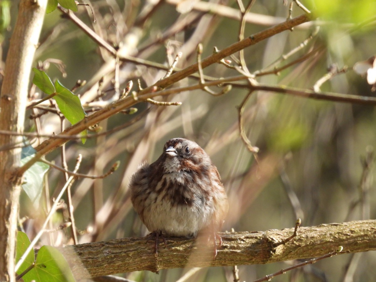 Chingolo Cantor - ML633152773