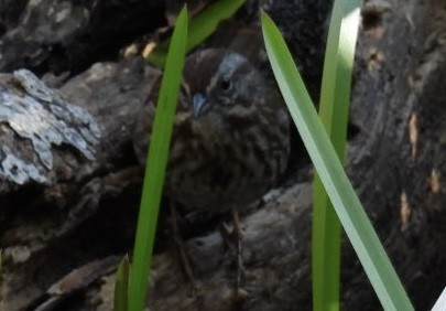 Chingolo Cantor - ML633152774