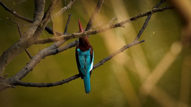White-throated Kingfisher - ML633152793