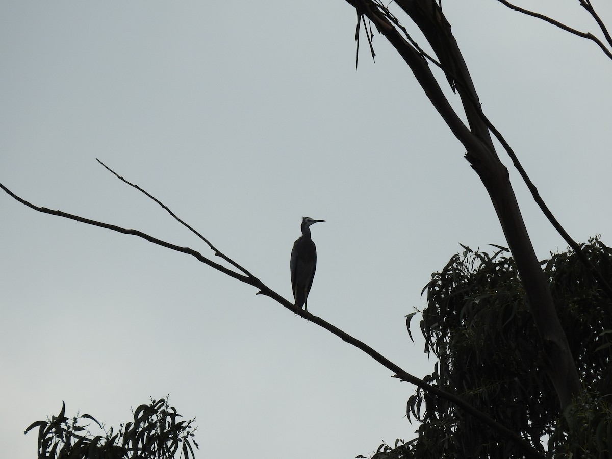 White-faced Heron - ML633153191