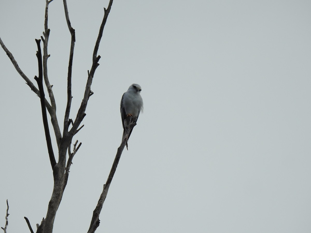 Black-shouldered Kite - ML633153198