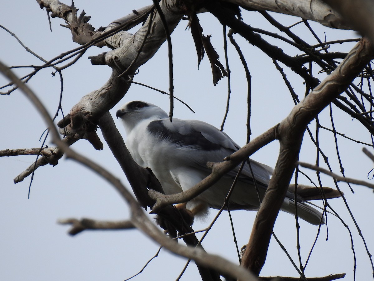 Black-shouldered Kite - ML633153199