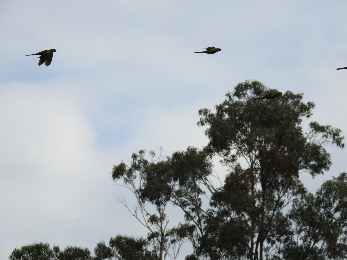 Australian King-Parrot - ML633153203