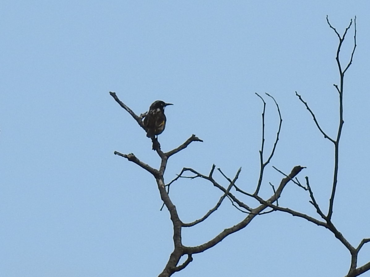 New Holland Honeyeater - ML633153207