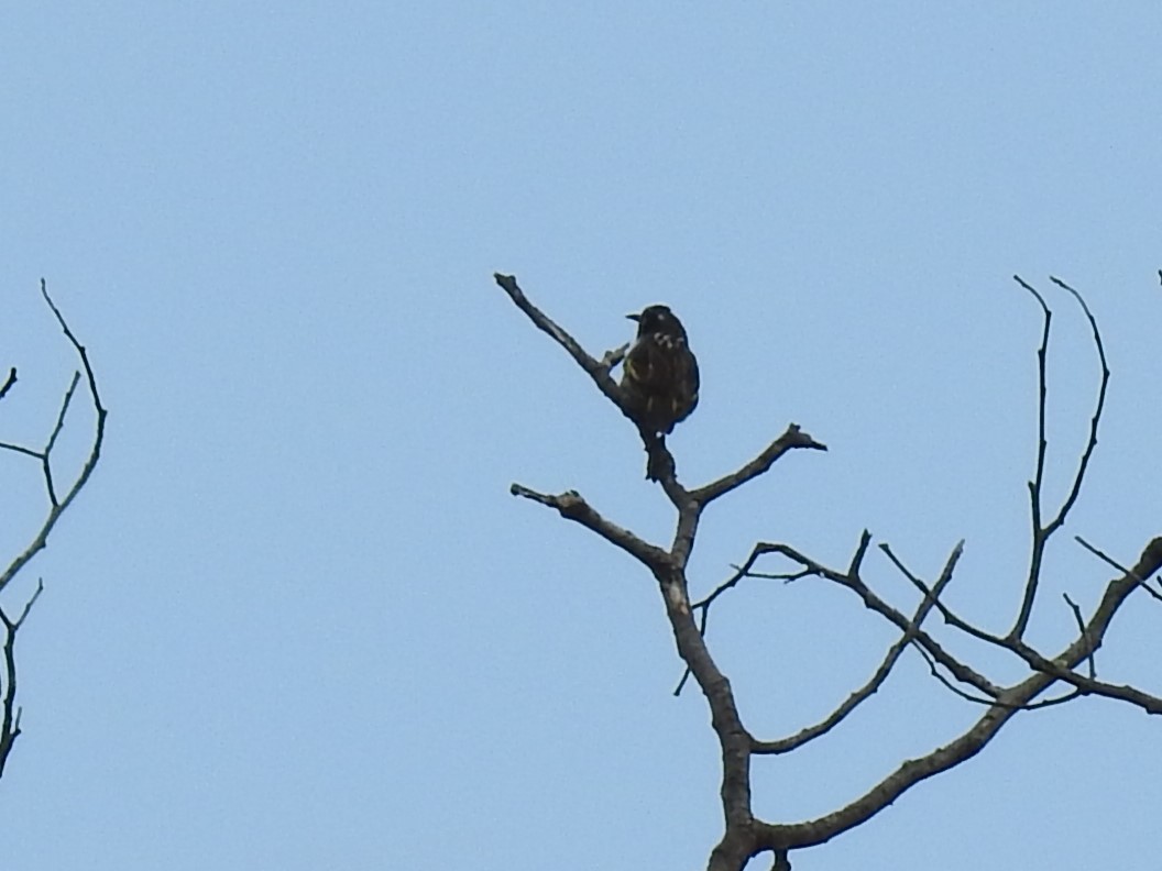 New Holland Honeyeater - ML633153208