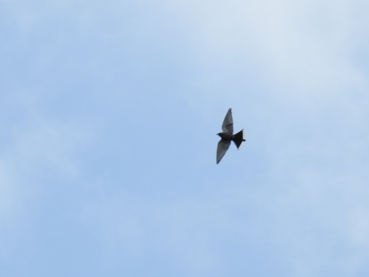 Dusky Woodswallow - ML633153218