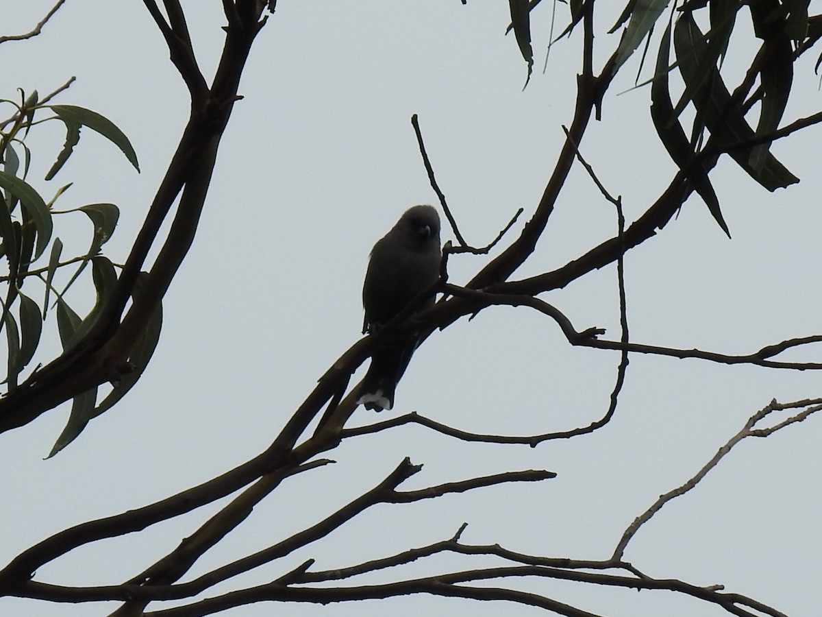 Dusky Woodswallow - ML633153219