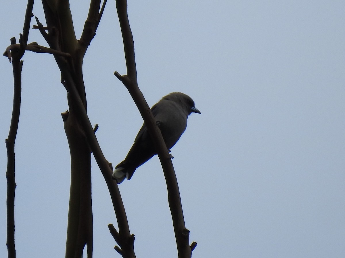 Dusky Woodswallow - ML633153220