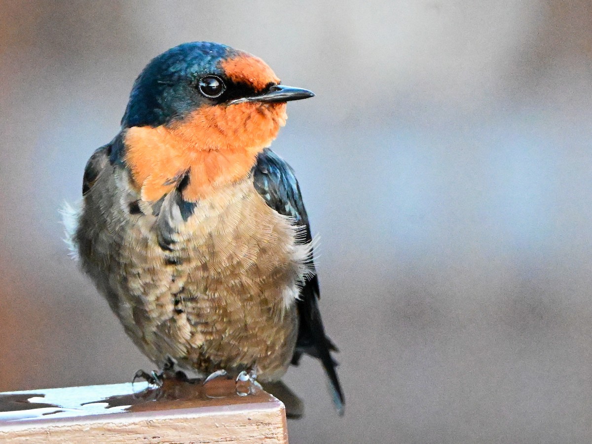 Pacific Swallow - Alan Van Norman