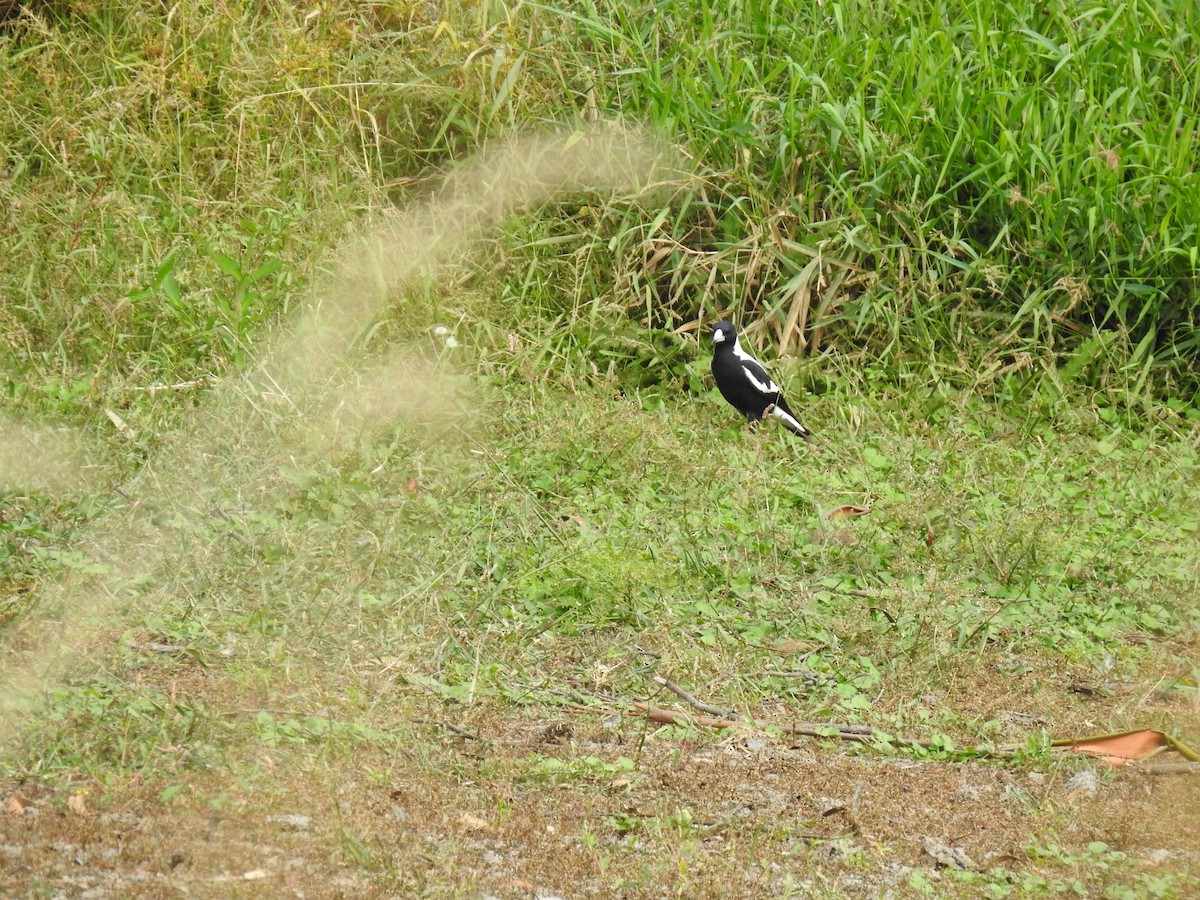 Australian Magpie - ML633153230