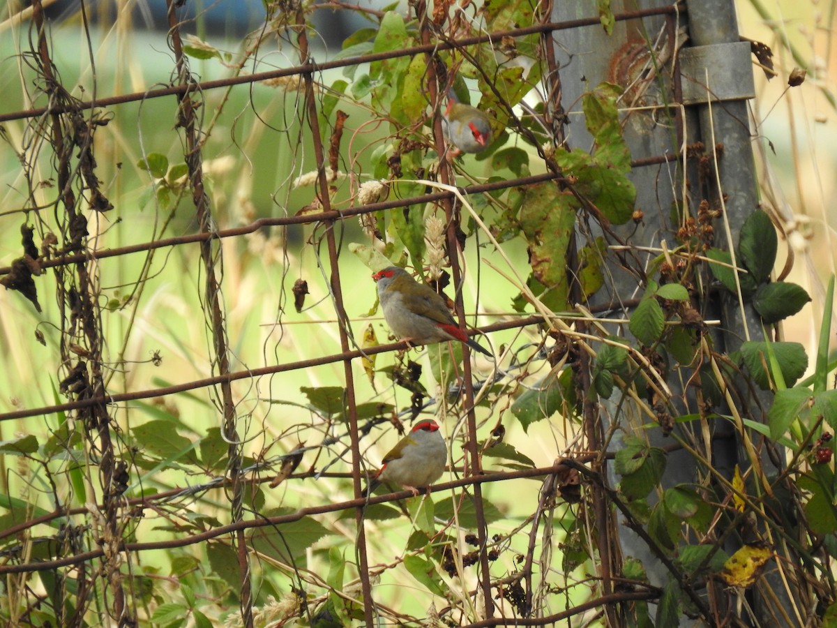 Red-browed Firetail - ML633153233