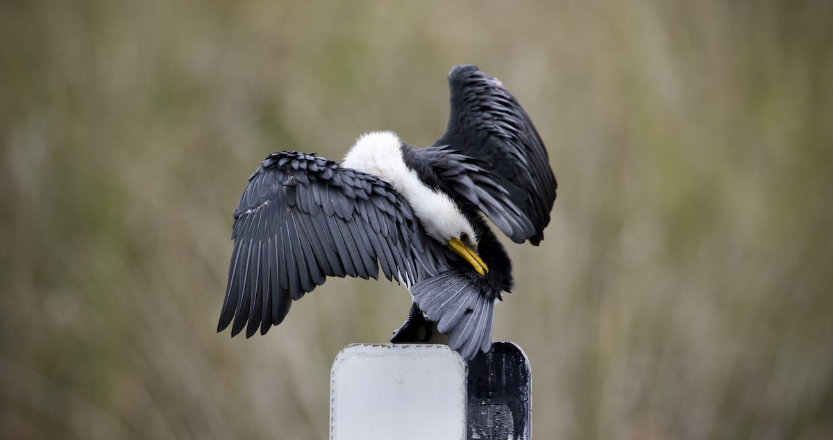 Little Pied Cormorant - ML633153238