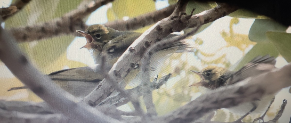 ハイムネメジロ - ML633153239