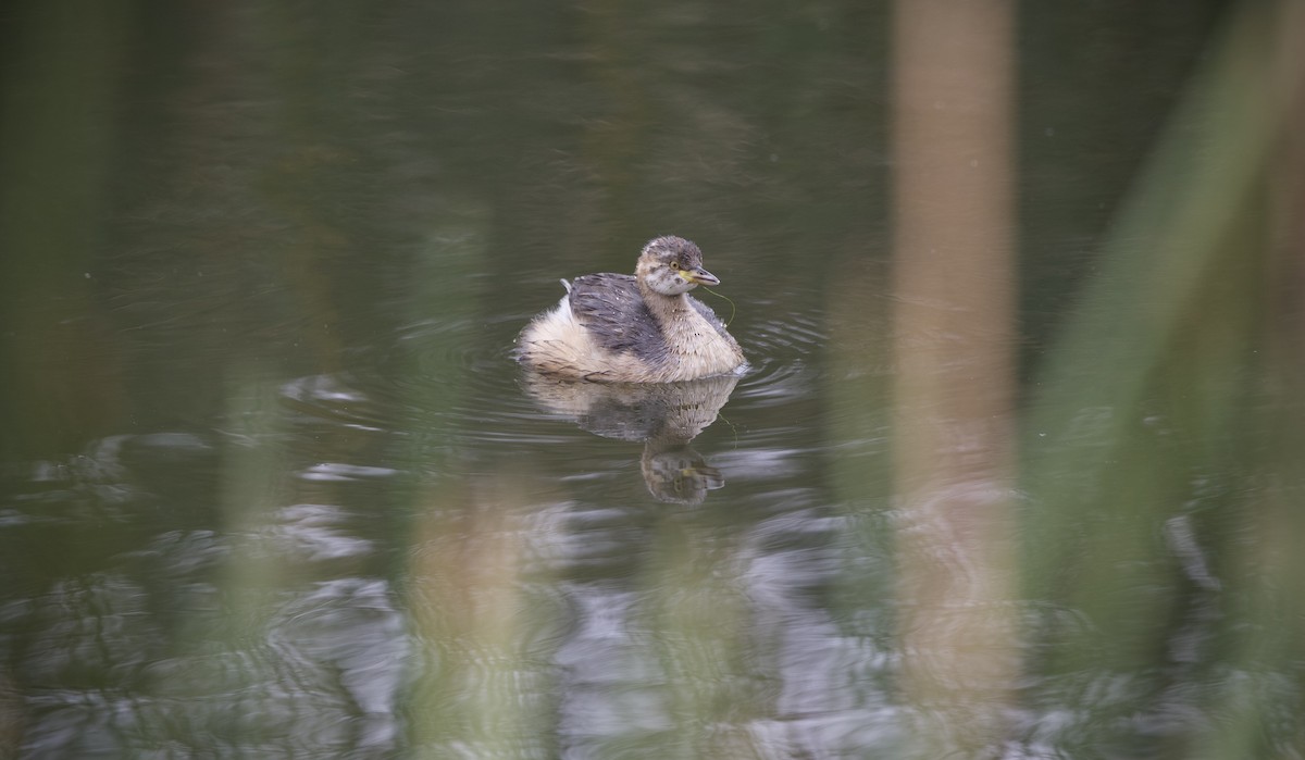 Australasian Grebe - ML633153241
