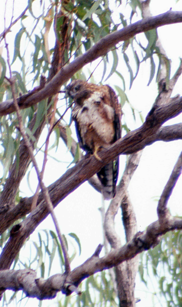 Red Goshawk - ML633153259