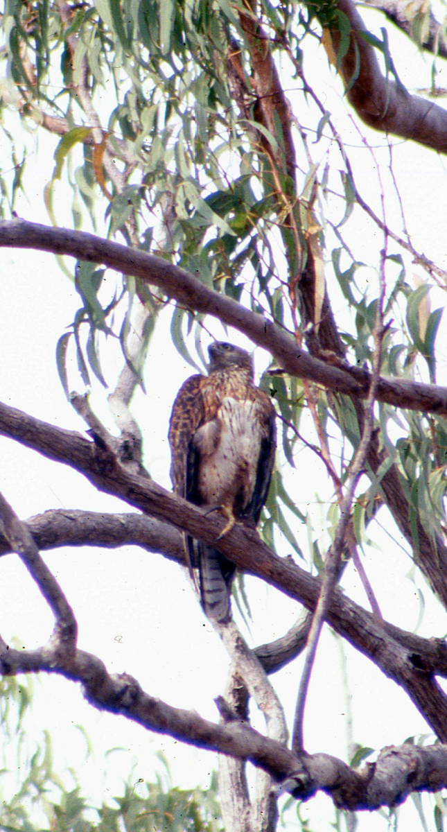 Red Goshawk - ML633153260