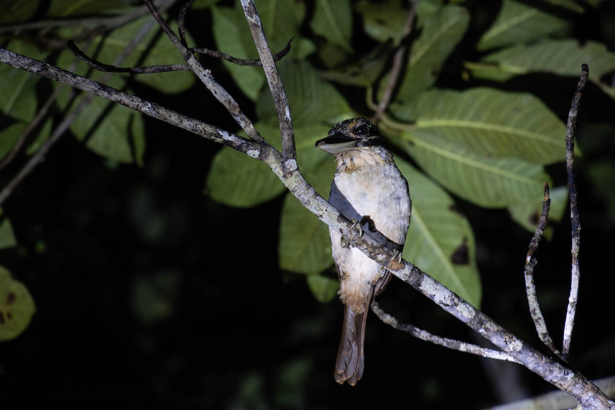 Hook-billed Kingfisher - ML633153280