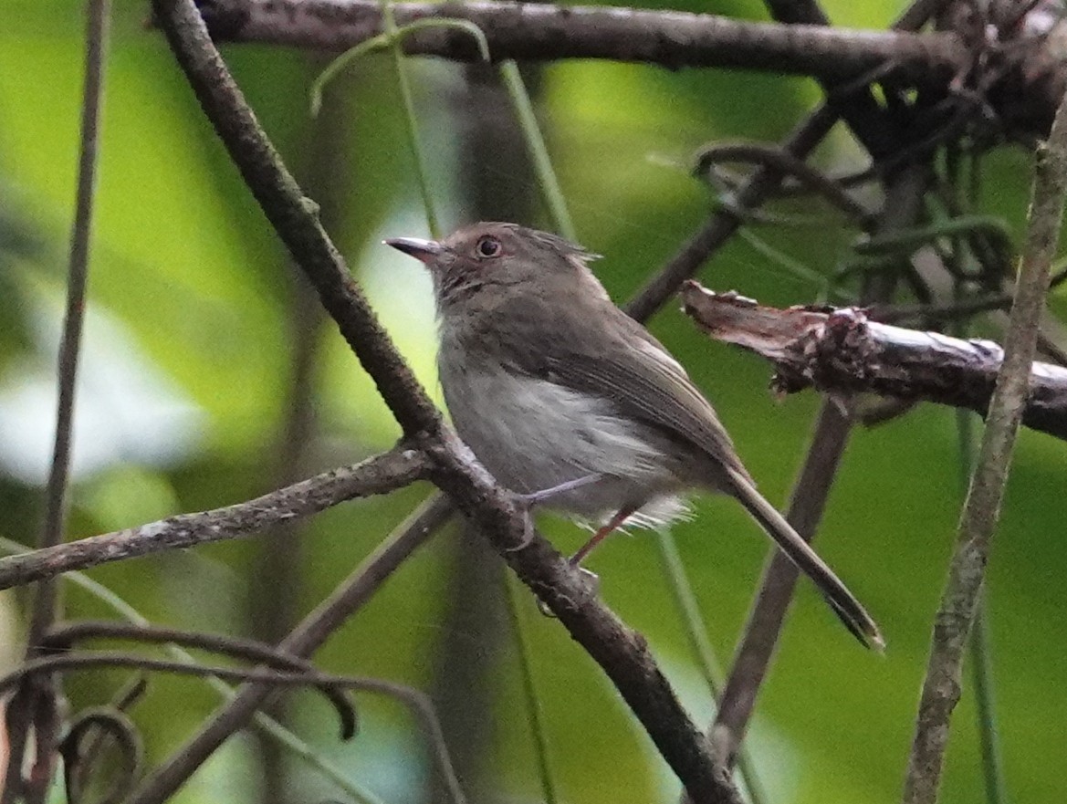 Helmeted Pygmy-Tyrant - ML633153382