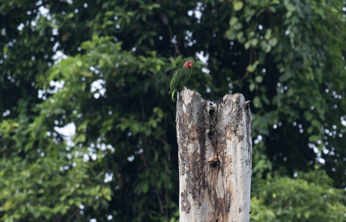 Red-cheeked Parrot - ML633153422