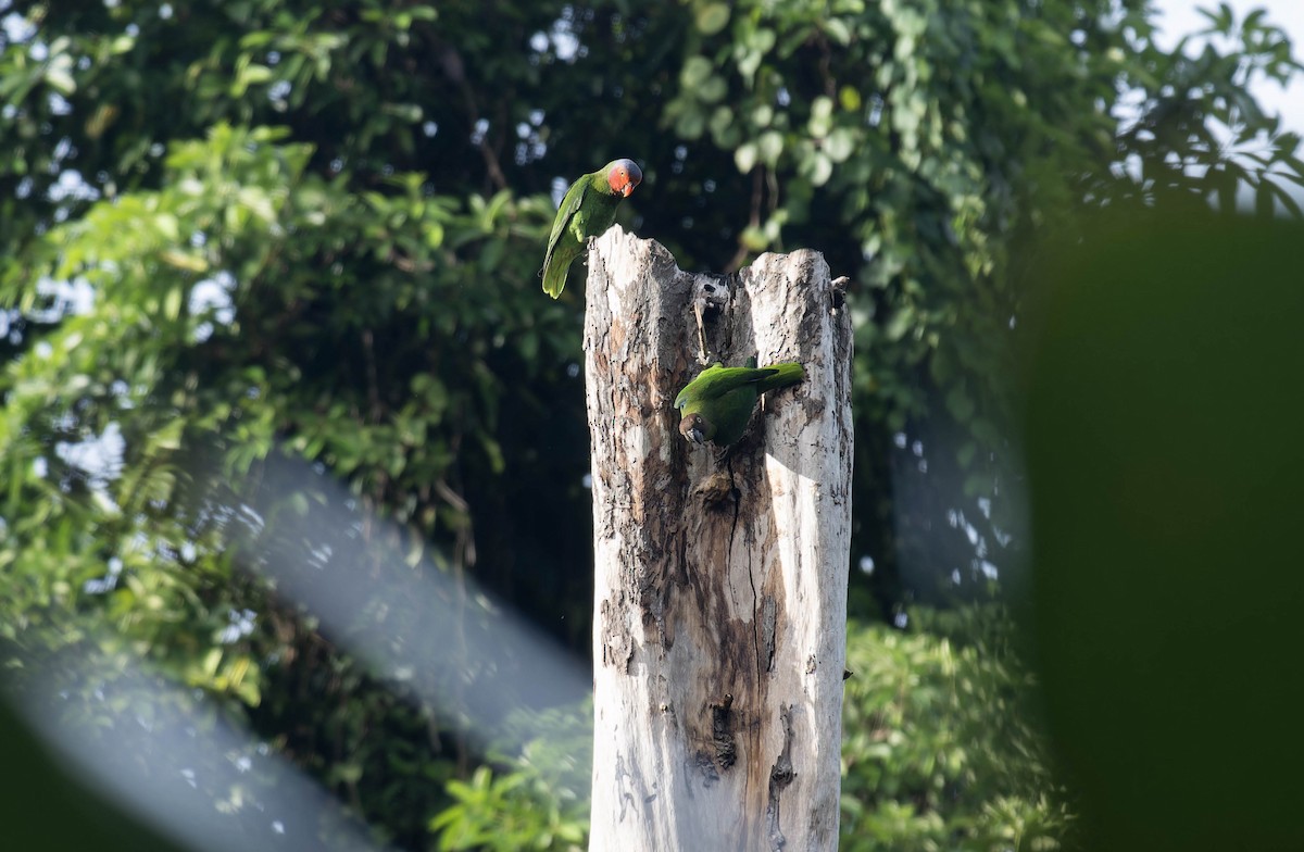 Red-cheeked Parrot - ML633153425
