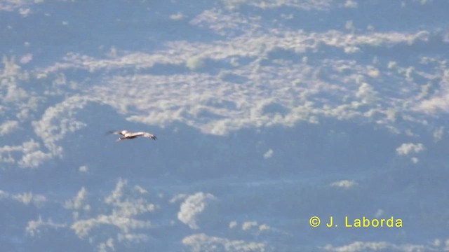 Red Kite - ML633153436
