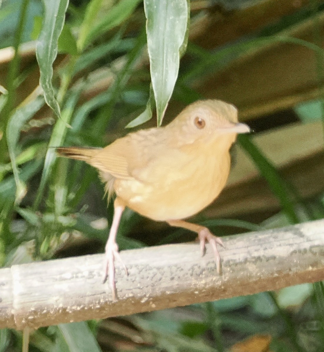 Buff-breasted Babbler - Bruce Steinhardt