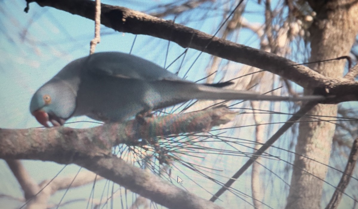 ホンセイインコ - ML633153734