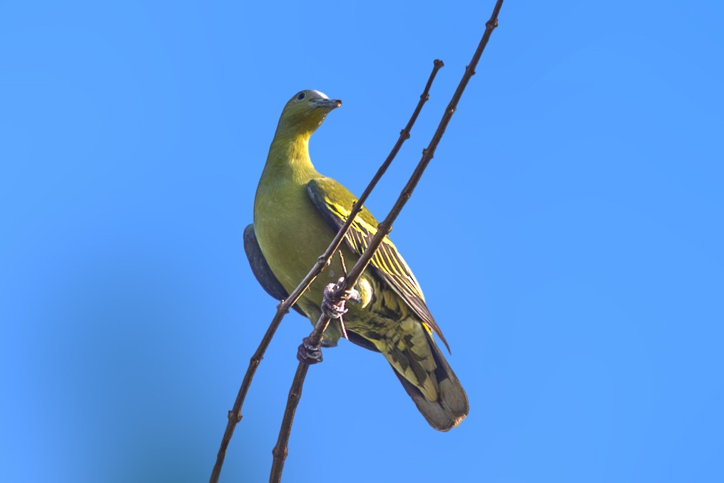 Andaman Green-Pigeon - ML633153735