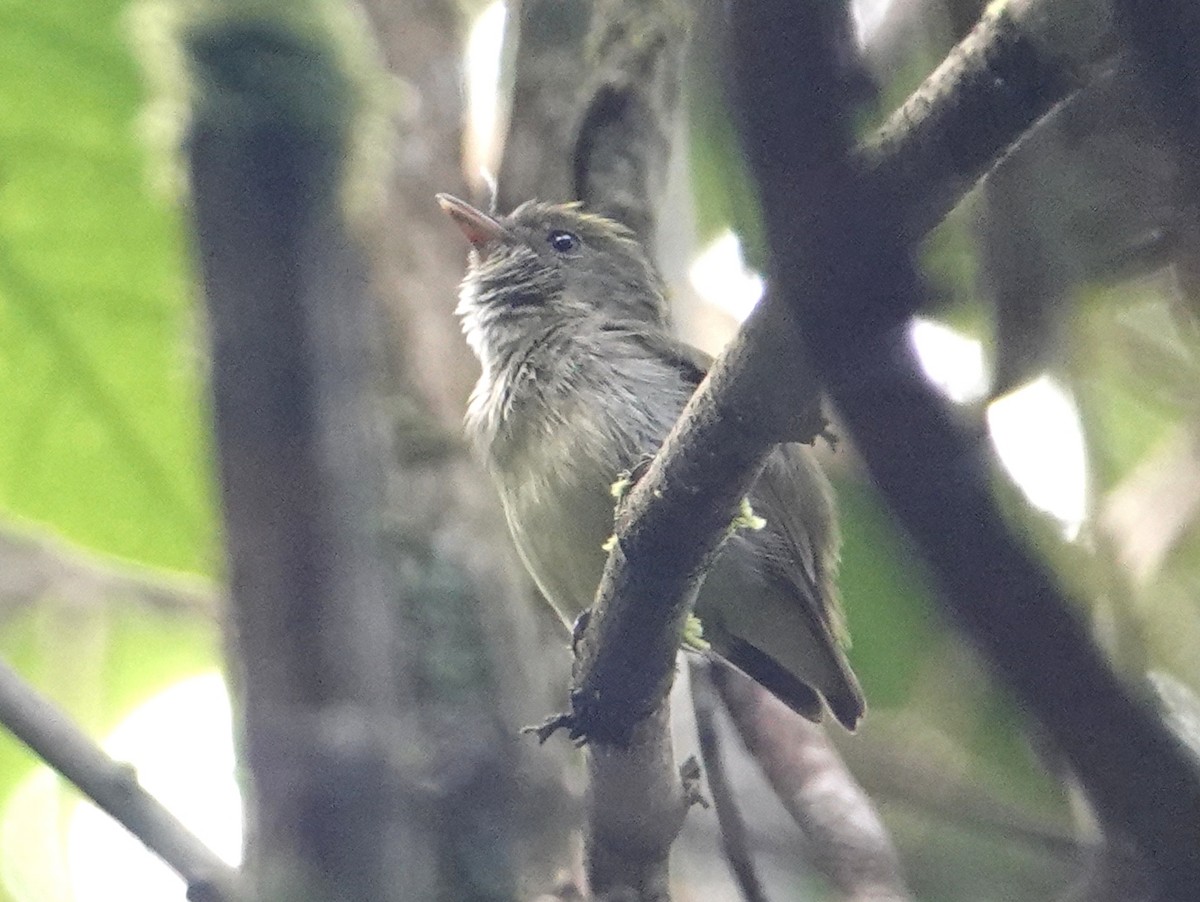 Tiny Tyrant-Manakin - ML633153740