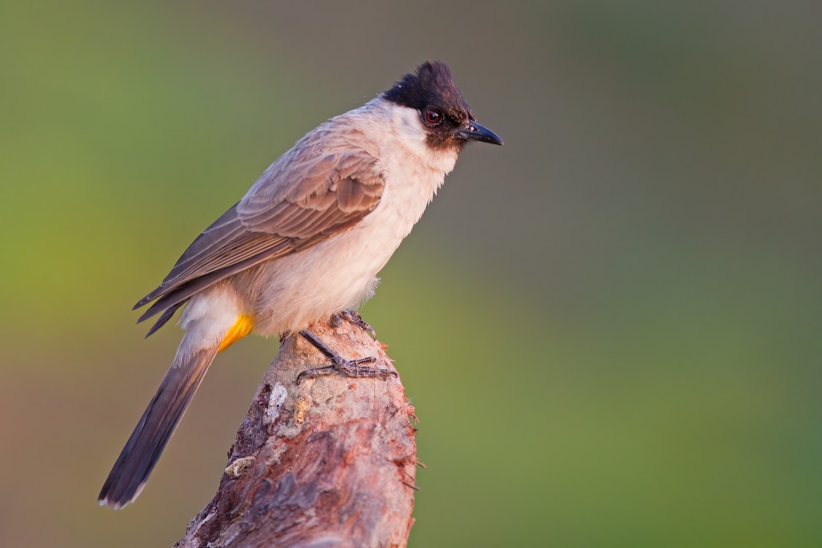 Bulbul Ventridorado - ML633153798