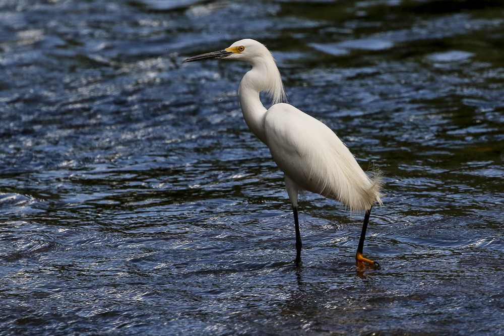 Snowy Egret - Silvia Faustino Linhares