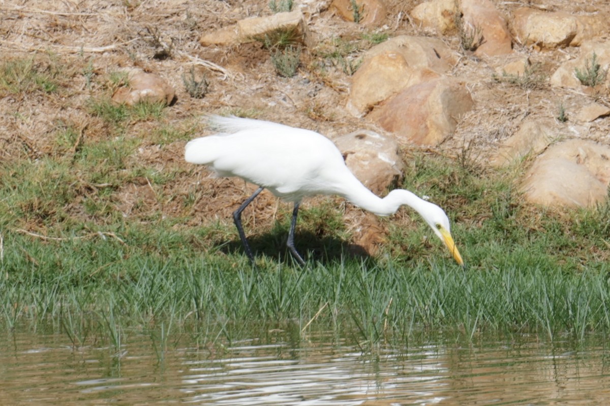 Yellow-billed/Medium Egret - ML633153892