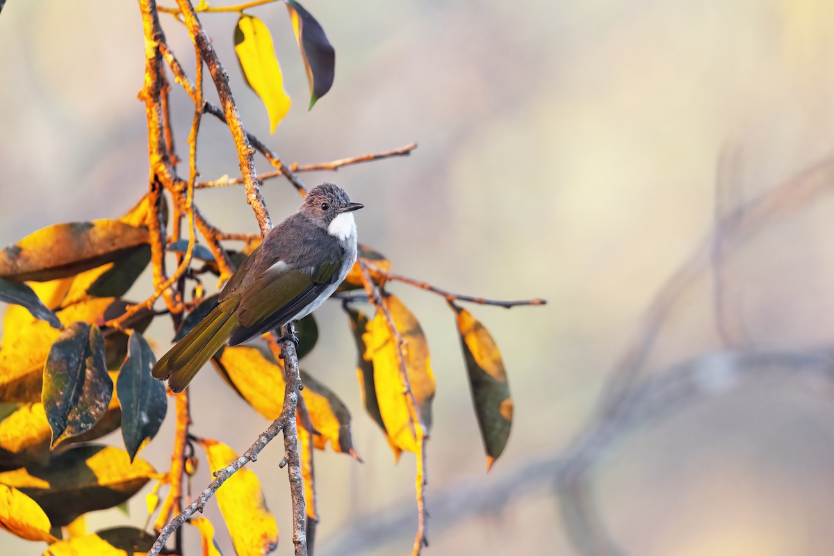 Cinereous Bulbul (Green-winged) - ML633153921