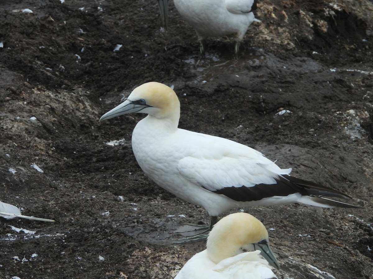 Australasian Gannet - ML633153936