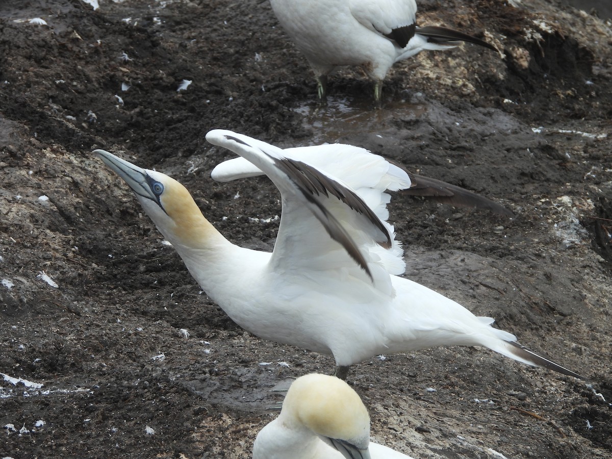 Australasian Gannet - ML633153941