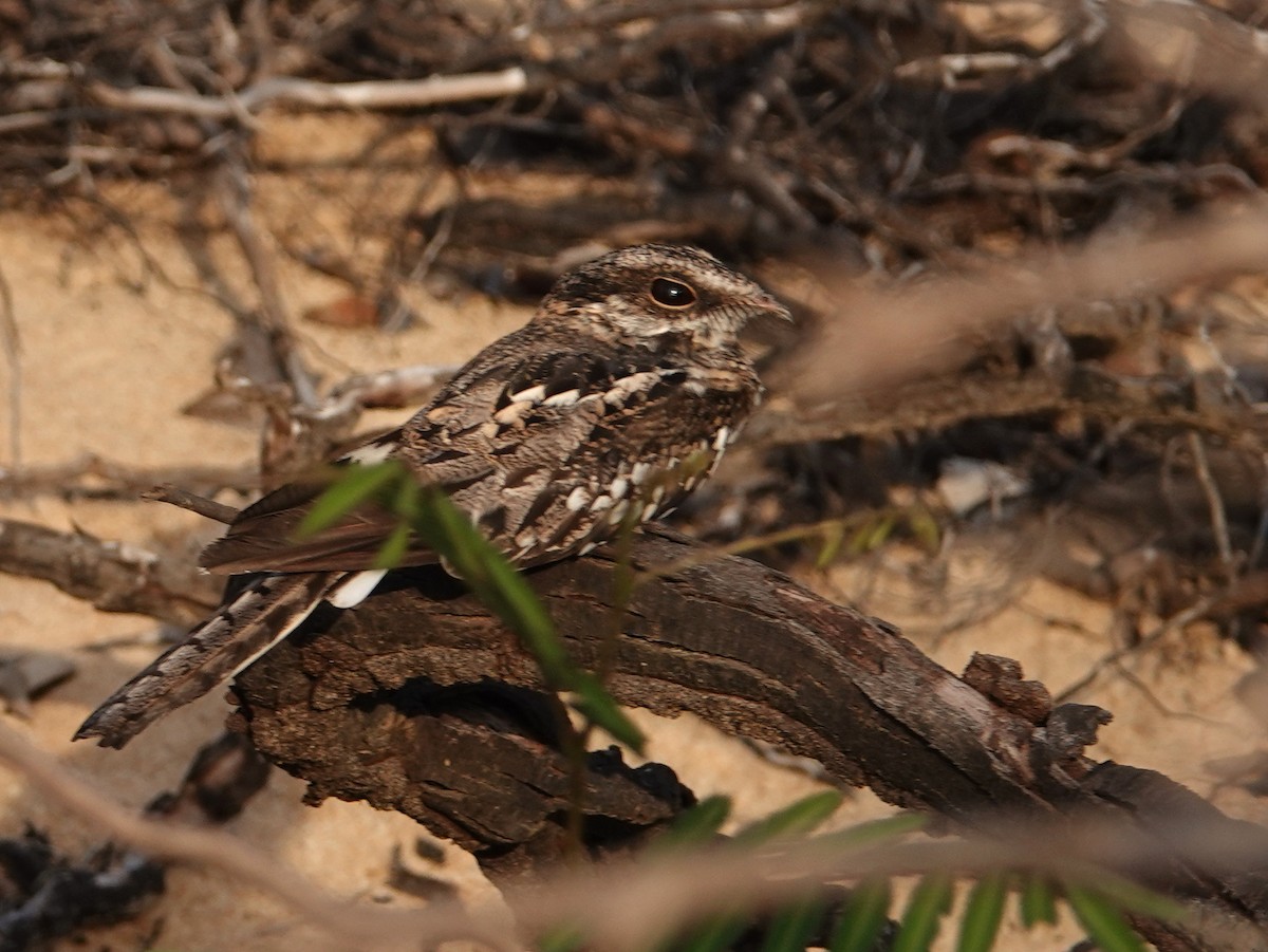 Ladder-tailed Nightjar - ML633153946