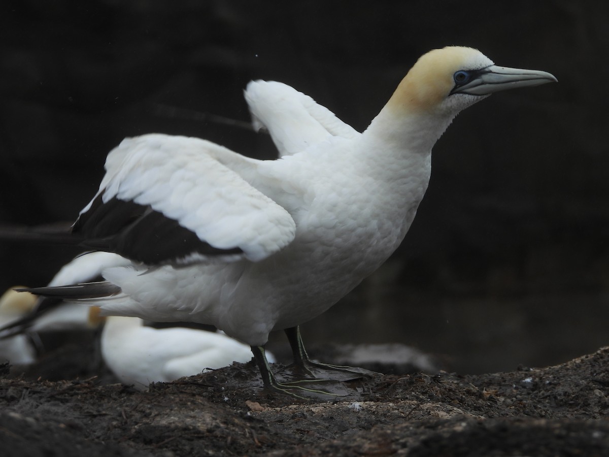 Australasian Gannet - ML633153957