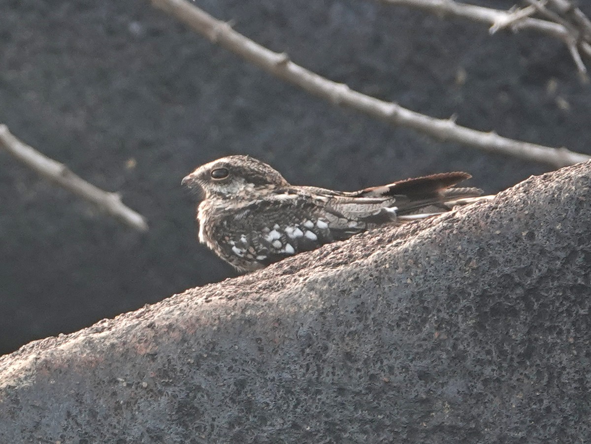 Ladder-tailed Nightjar - ML633154030