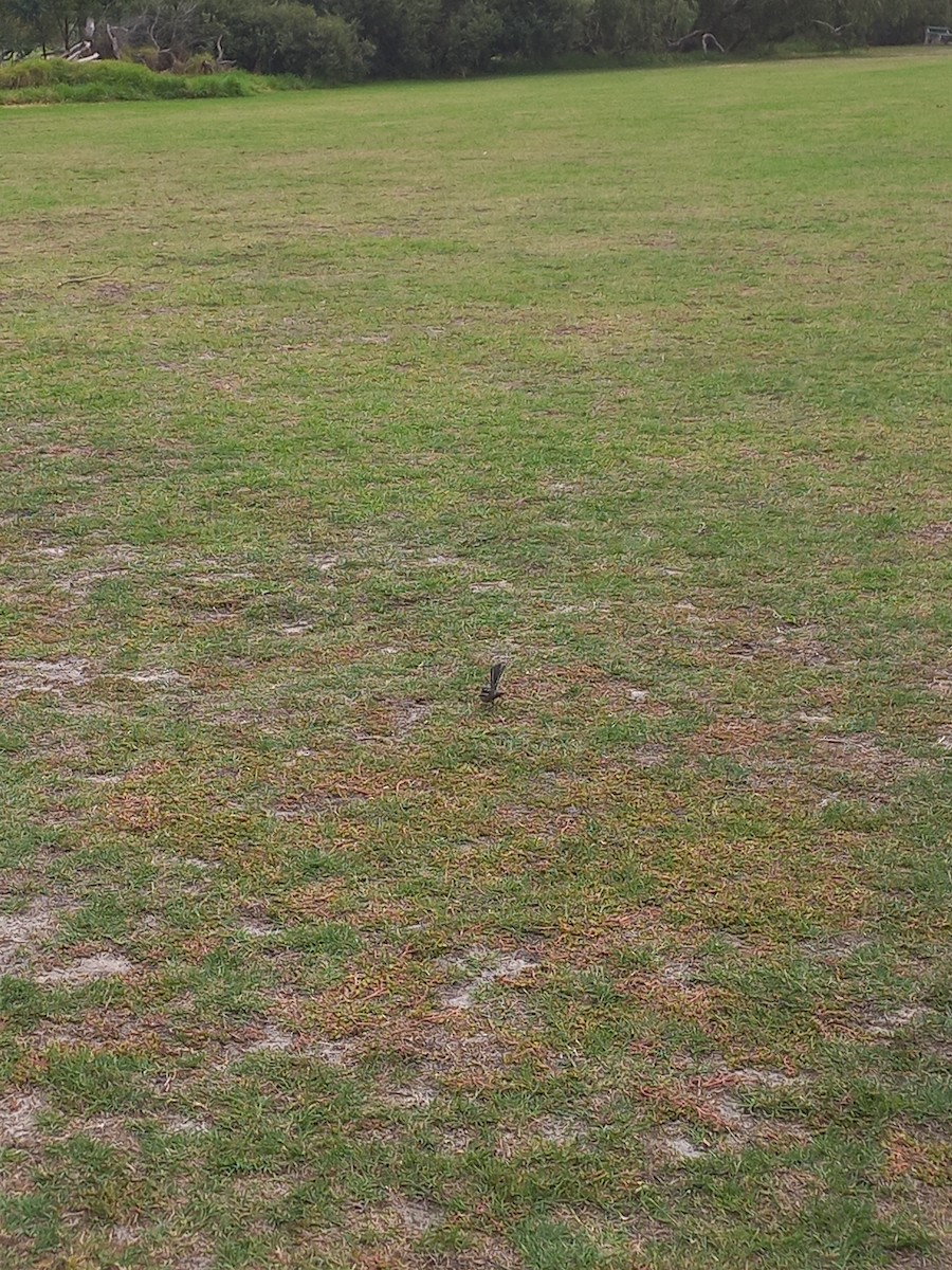 Gray Fantail - ML633154054