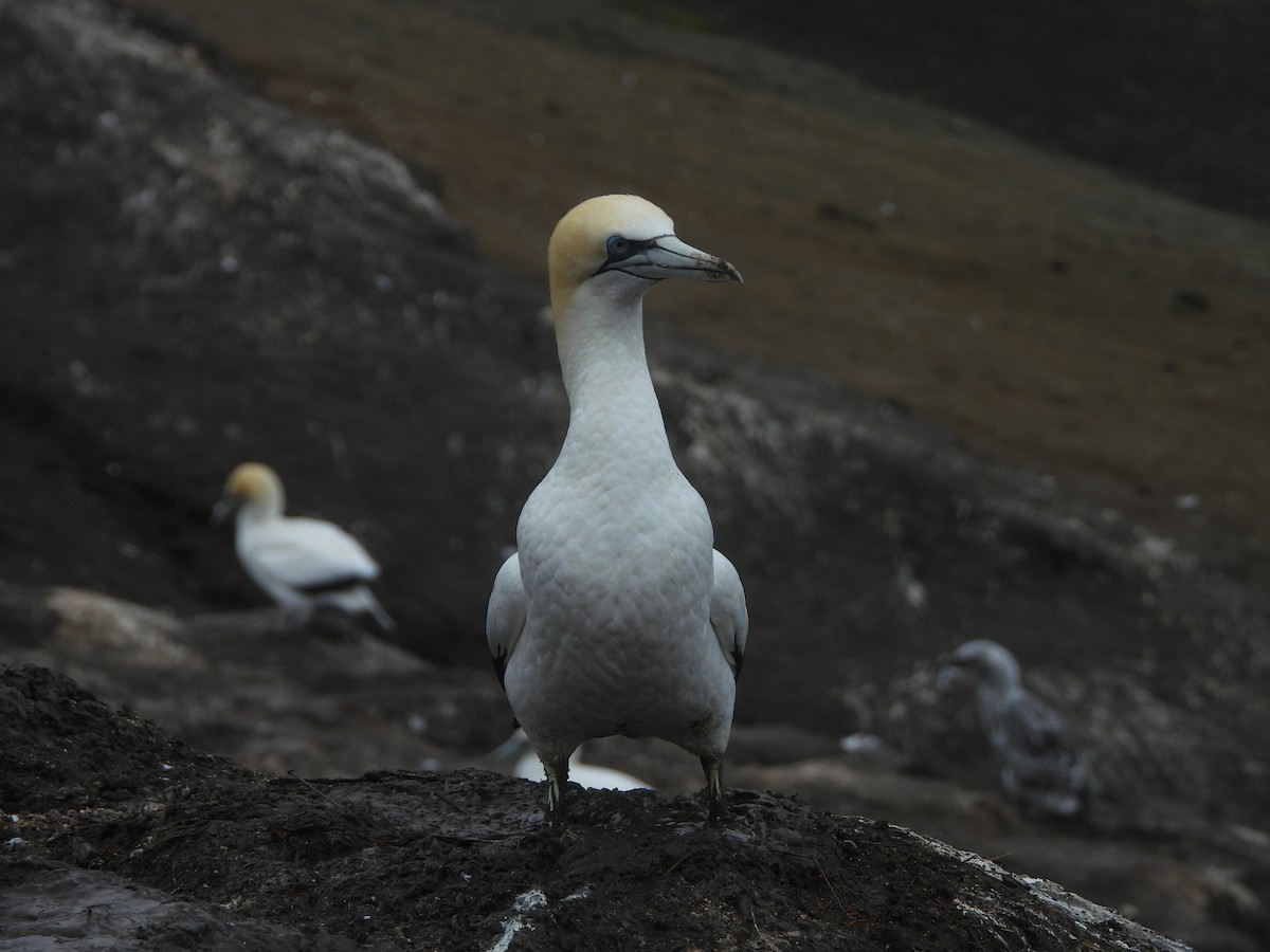 Australasian Gannet - ML633154061