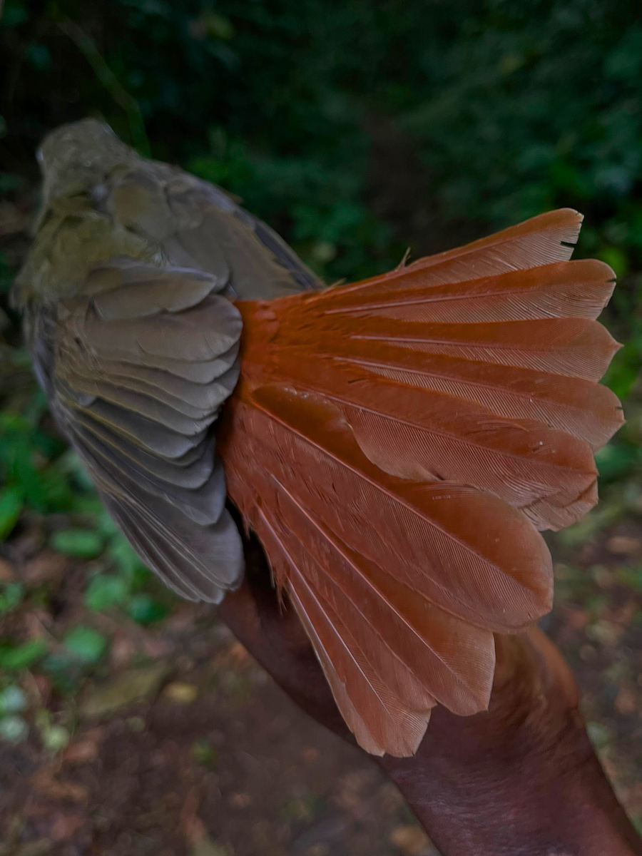 Red-tailed Bristlebill - ML633154161
