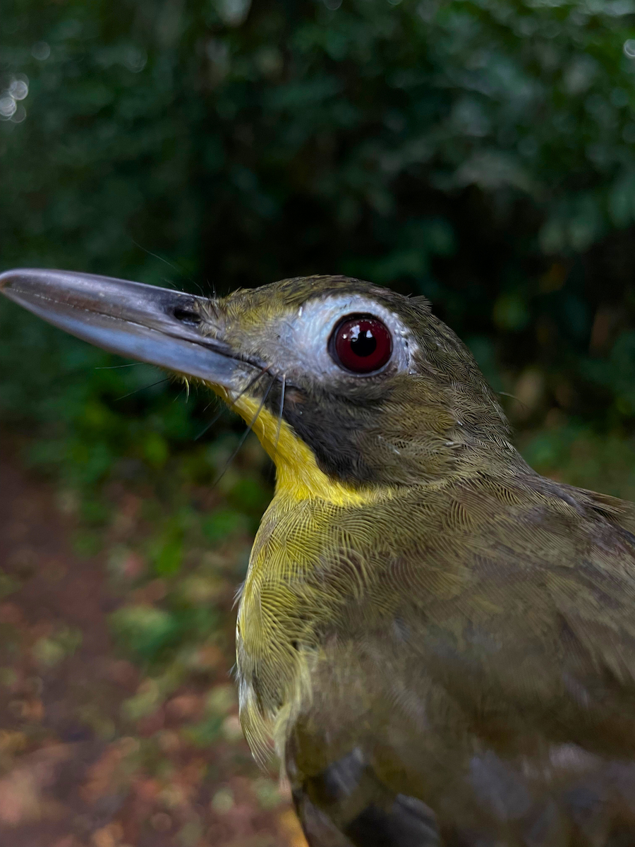 Red-tailed Bristlebill - ML633154162