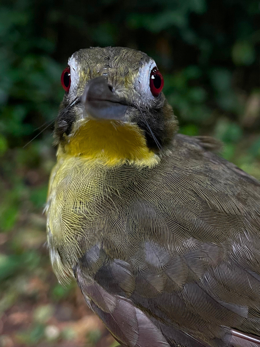 Red-tailed Bristlebill - ML633154163